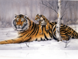315 Tiger & cub 