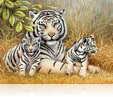 518 White Tiger & Cubs