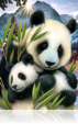 613 Panda & Cub 
