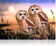 618 Tawny Owls
