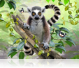 888 Ringtailed Lemur