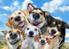 928 Selfie dogs smile