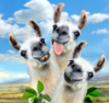 959 Llama Selfie.jpg
