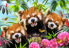 963 Red Panda Selfie
