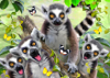 964 Lemur Selfie