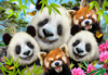 969 Selfie Panda Parade