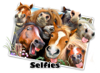 Horses Selfies.jpg