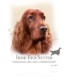 Irish Red Setter