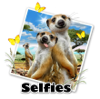 Meerkats selfie.jpg