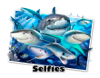 Shark Selfie.jpg